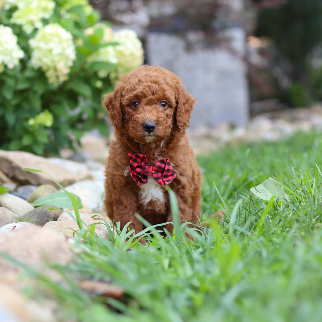 Rascal - Available 8/6