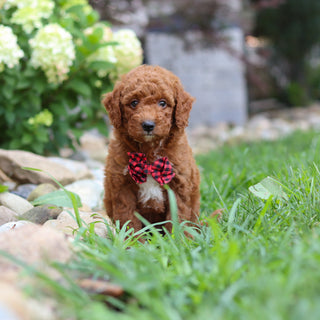 Rascal - Available 8/6