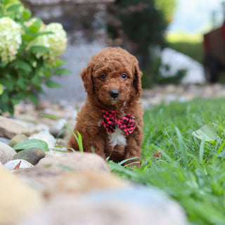Rascal - Available 8/6