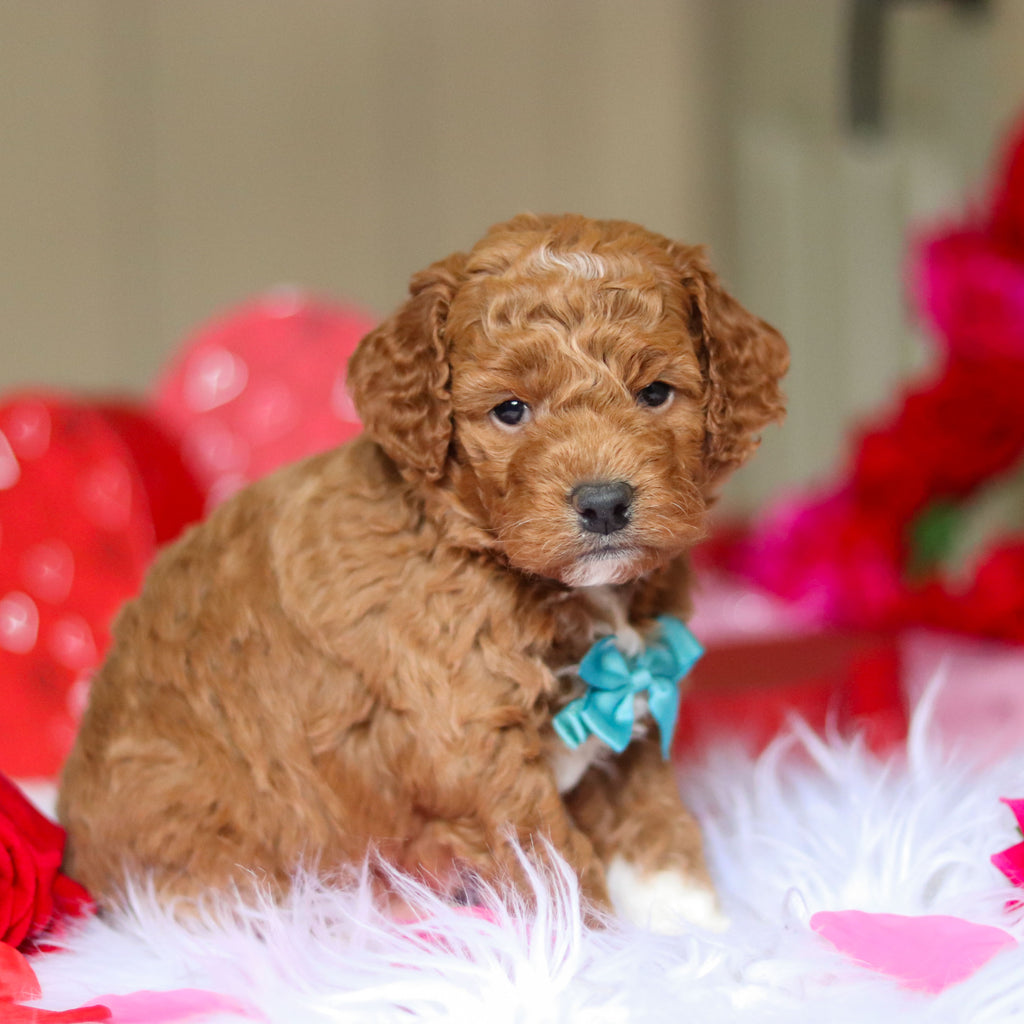 Enzo - Available 3/12