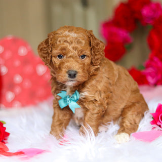 Enzo - Available 3/12