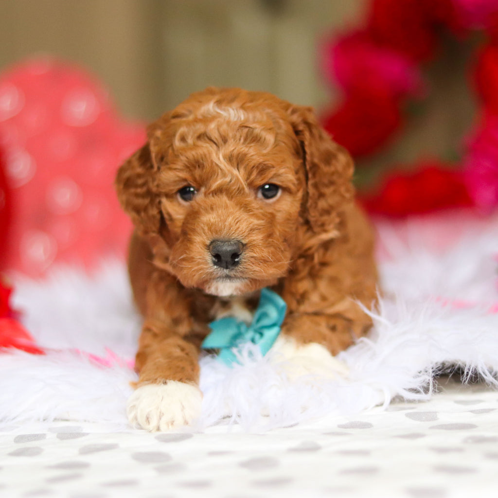 Enzo - Available 3/12