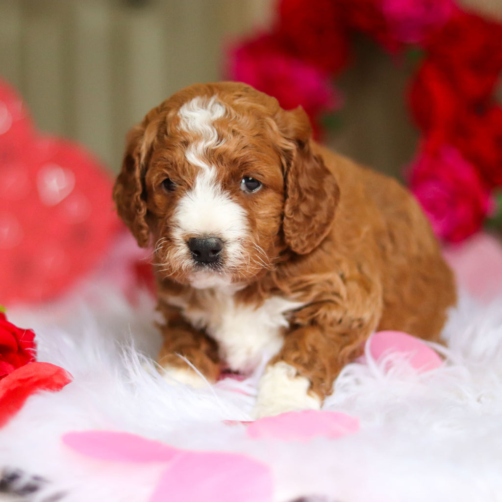 Ezra - Available 3/12