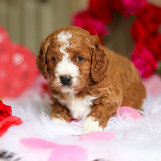 Ezra - Available 3/12