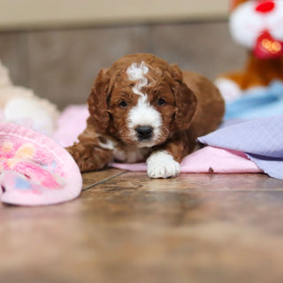 Ezra - Available 3/12