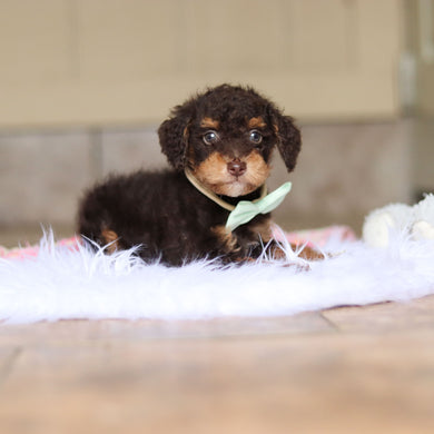 Roman - Available 5/21