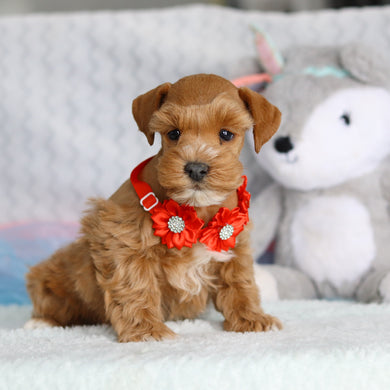 Lennon - Available 2/26