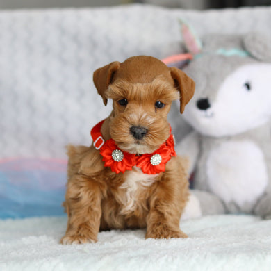 Lennon - Available 2/26