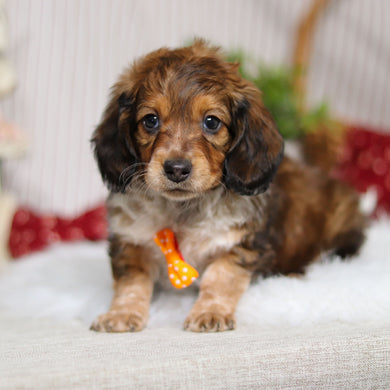 Milton - Available Now