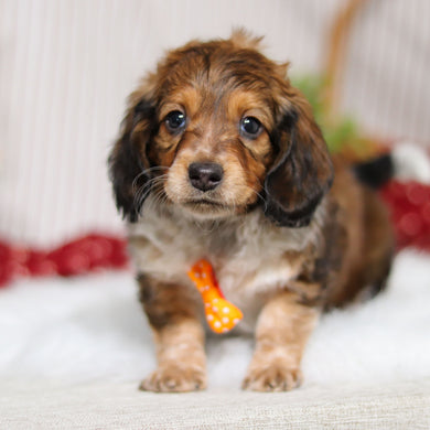 Milton - Available Now