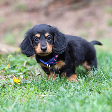 Hopper - Available Now