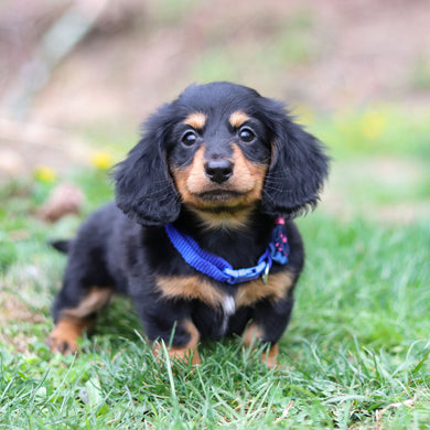 Hopper - Available Now