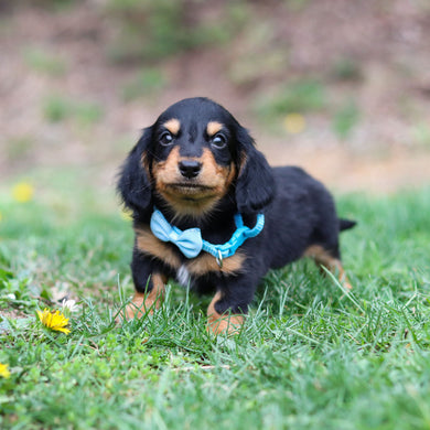 Cotton - Available 4/23