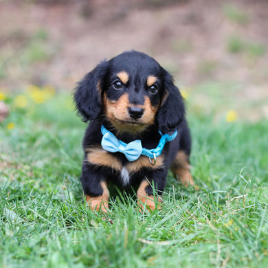 Cotton - Available 4/23