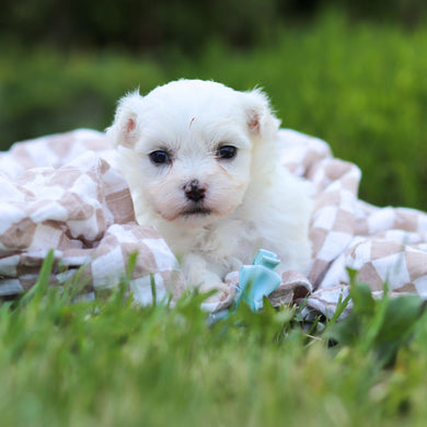 Monty - Available 6/18