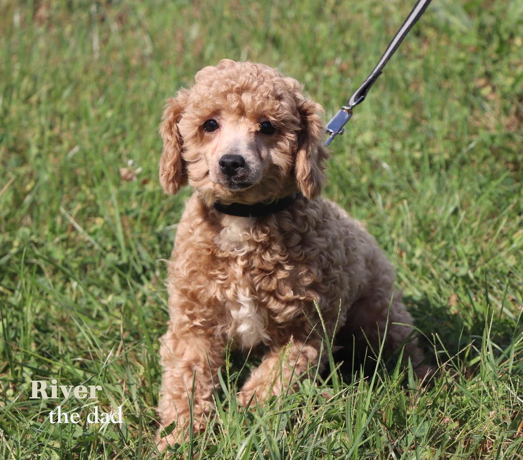 Mildred - Available Now