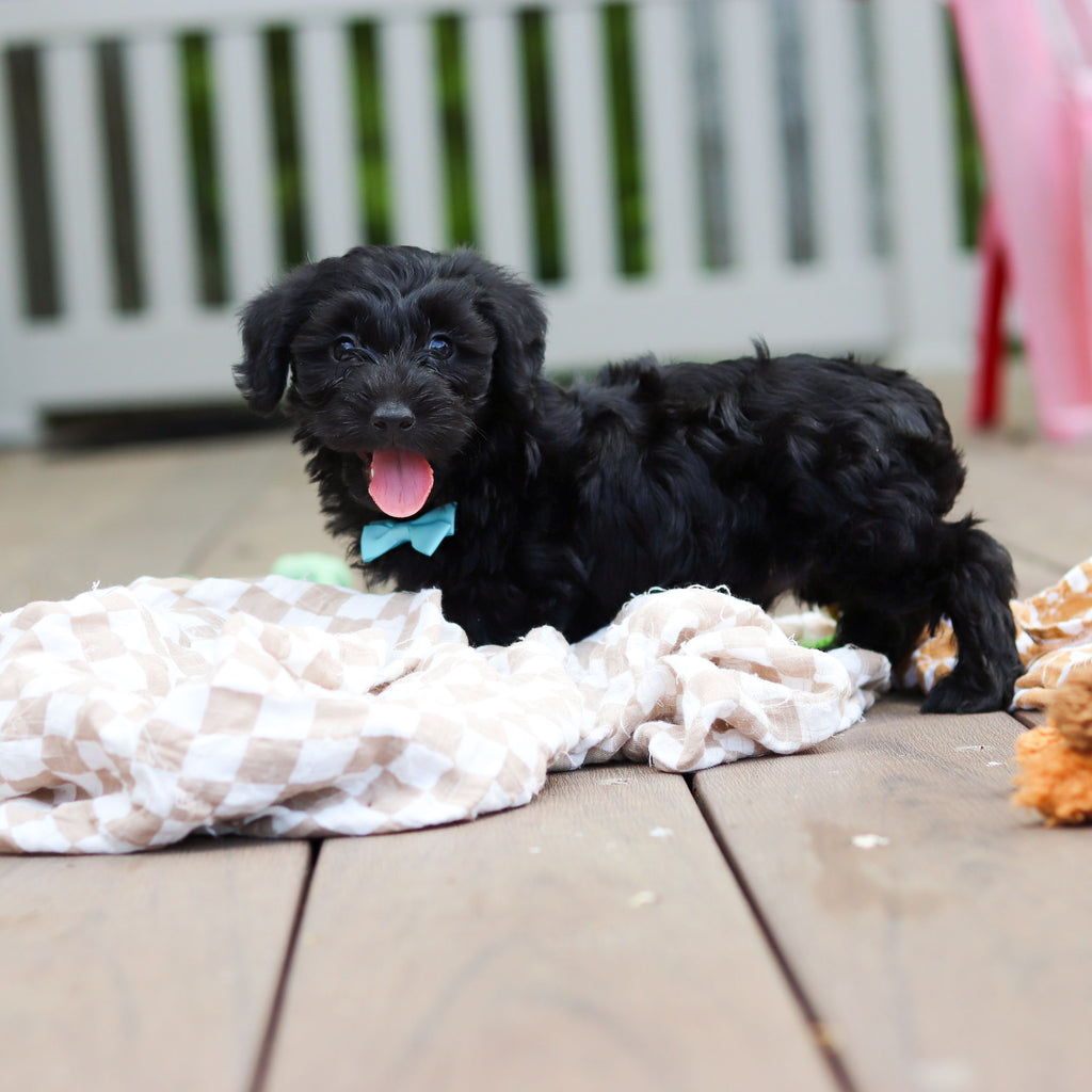 Casey - Available 5/28