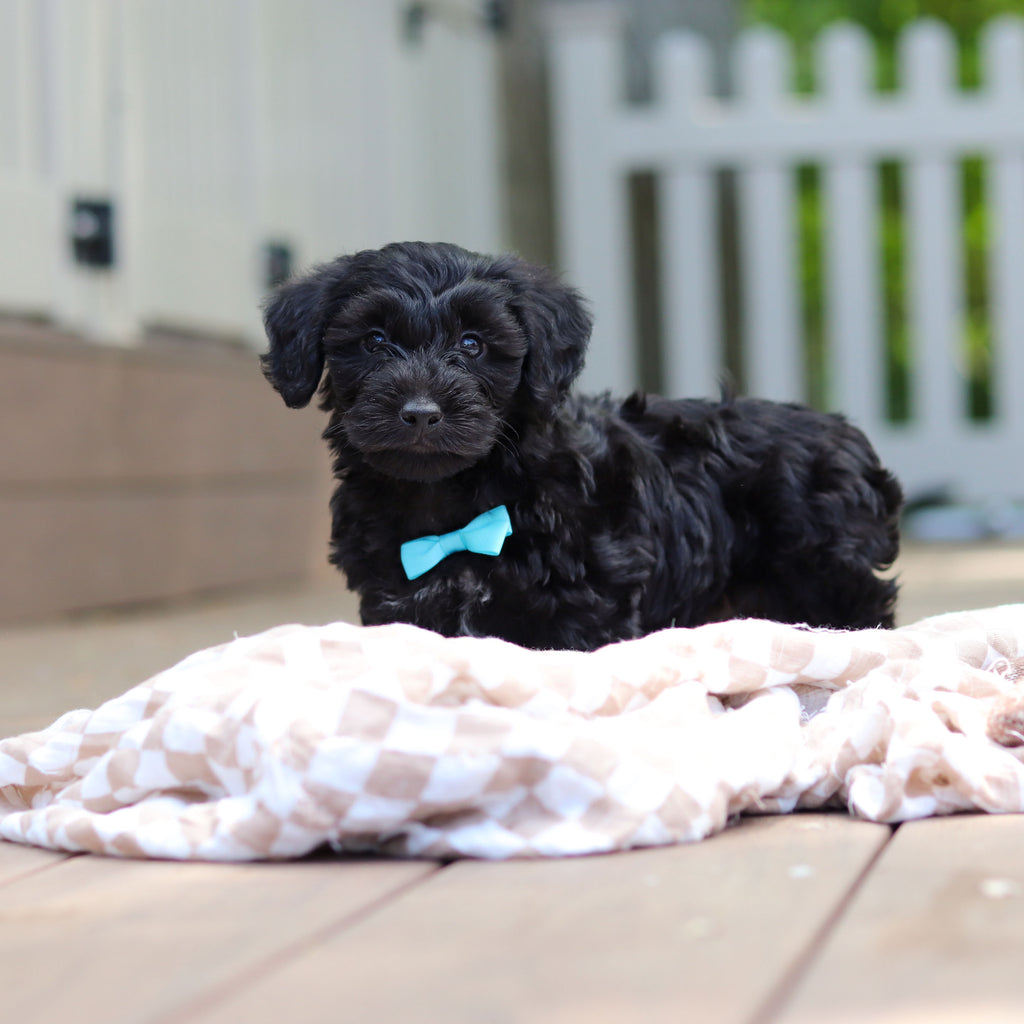 Casey - Available 5/28