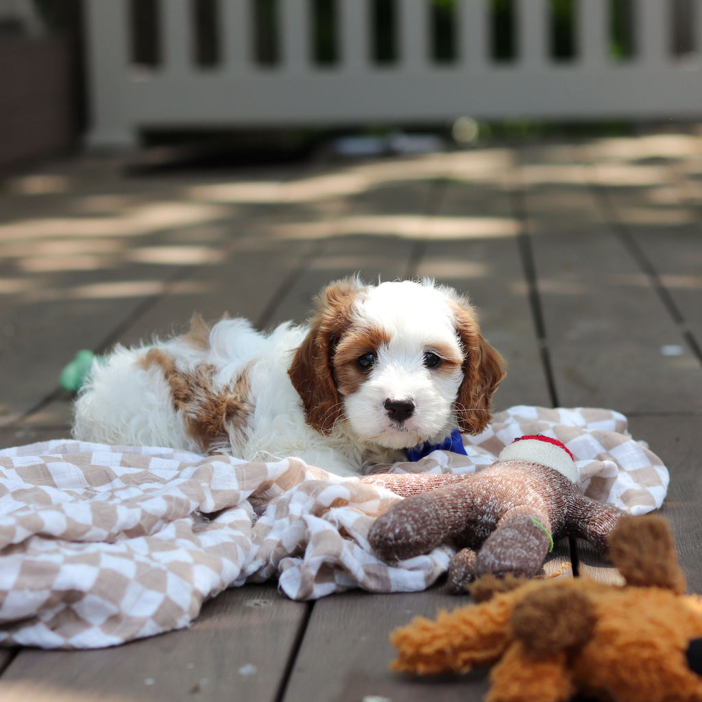 Deuce - Available 6/4