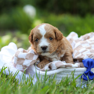 Pascal - Available 6/25