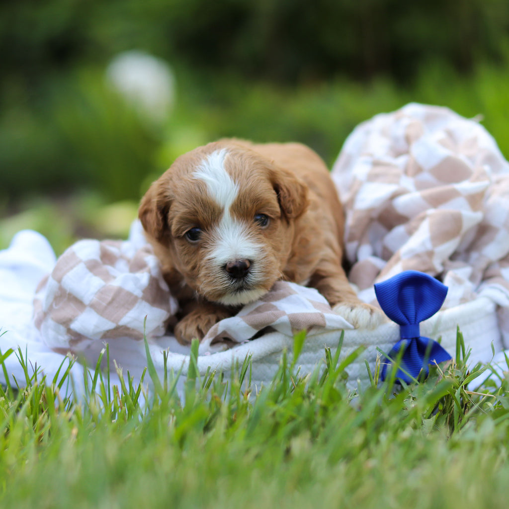 Pascal - Available 6/25