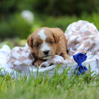 Pascal - Available 6/25