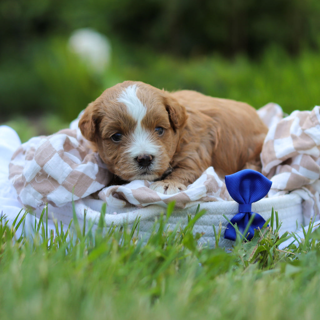 Pascal - Available 6/25