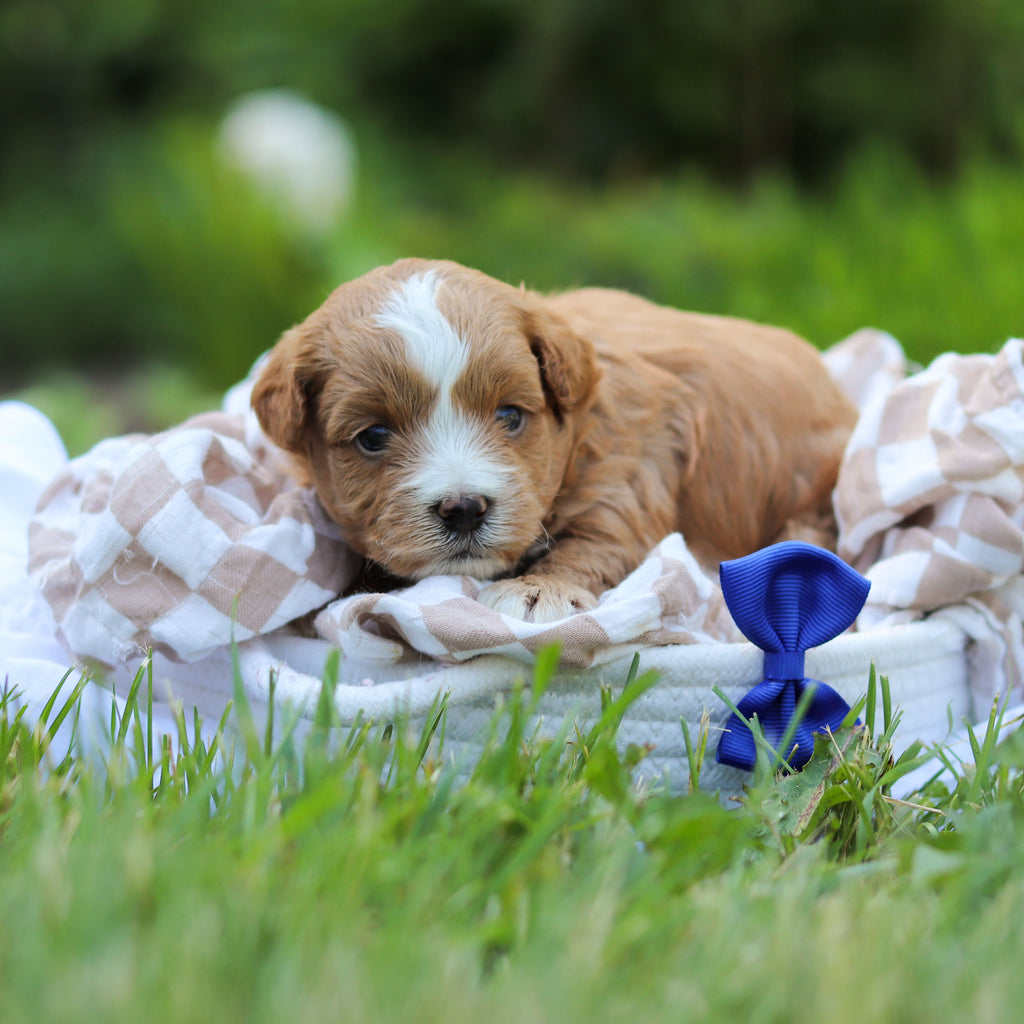 Pascal - Available 6/25