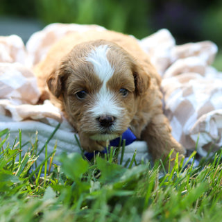 Pascal - Available 6/25