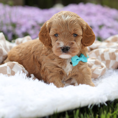 Atticus - Available 5/21