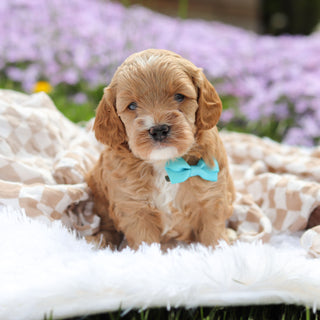 Atticus - Available 5/21