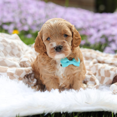 Atticus - Available 5/21