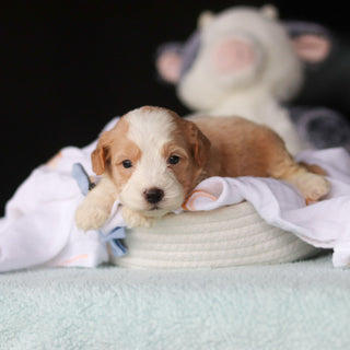 Jace - Available 10/29