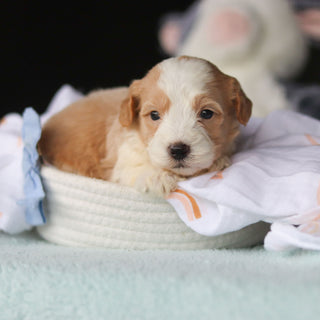 Jace - Available 10/29