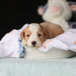 Jace - Available 10/29