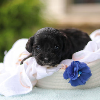 Jagger - Available 10/29