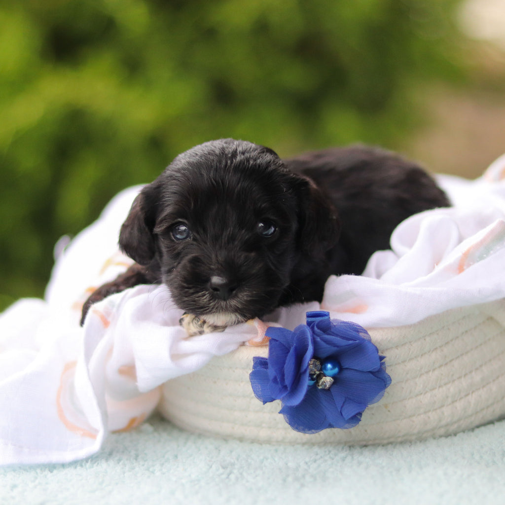 Jagger - Available 10/29