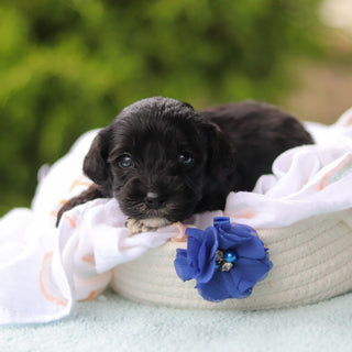 Jagger - Available 10/29