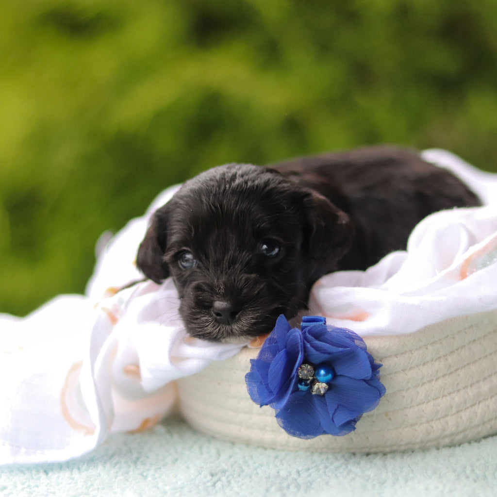 Jagger - Available 10/29