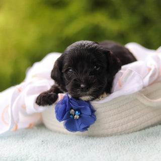Jagger - Available 10/29