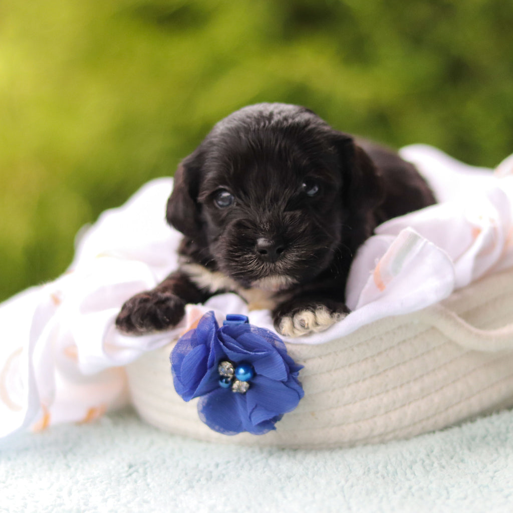 Jagger - Available 10/29