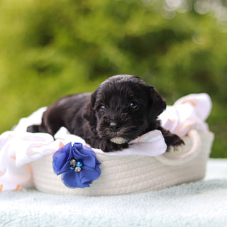 Jagger - Available 10/29