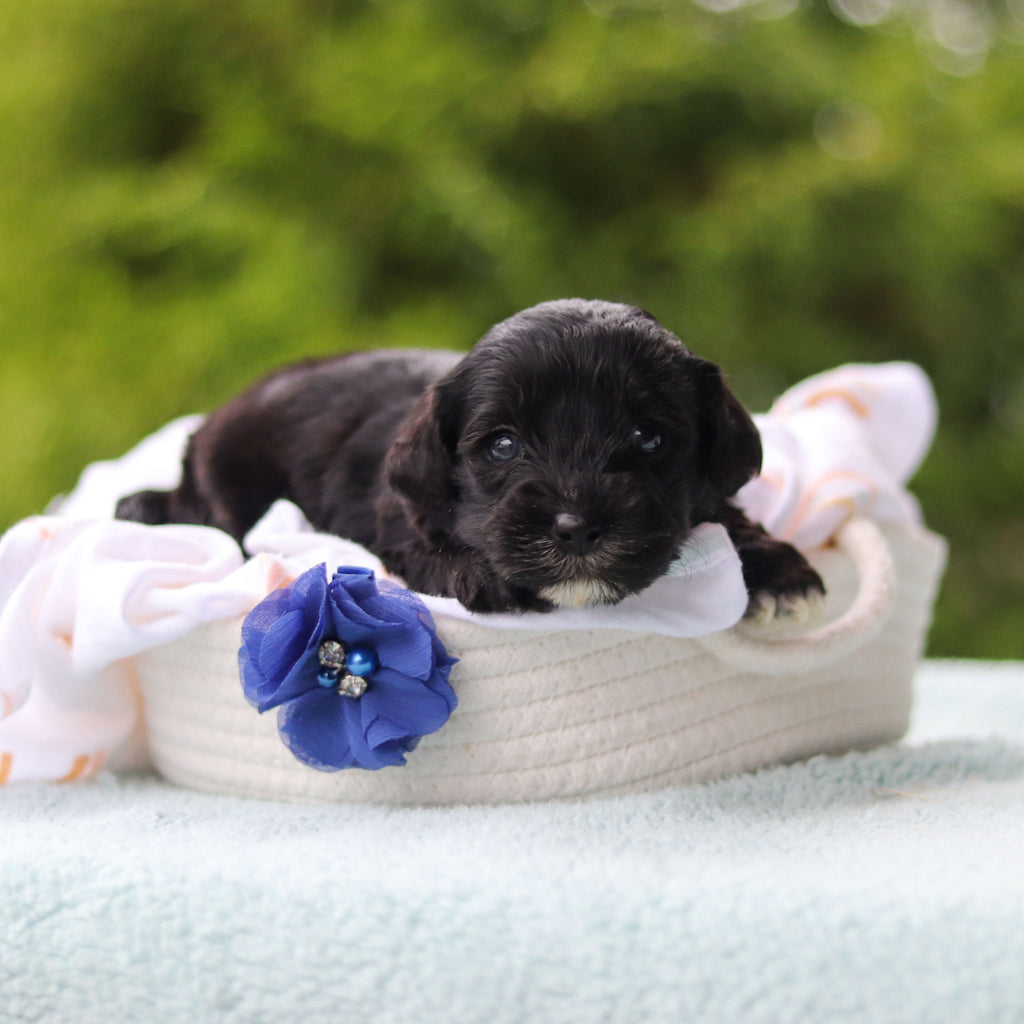 Jagger - Available 10/29