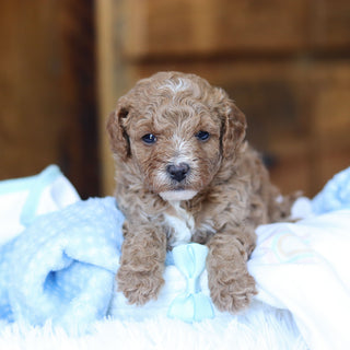 Trigg - Available 6/25