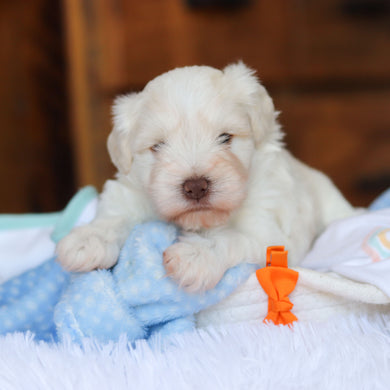 Chandler - Available 6/18