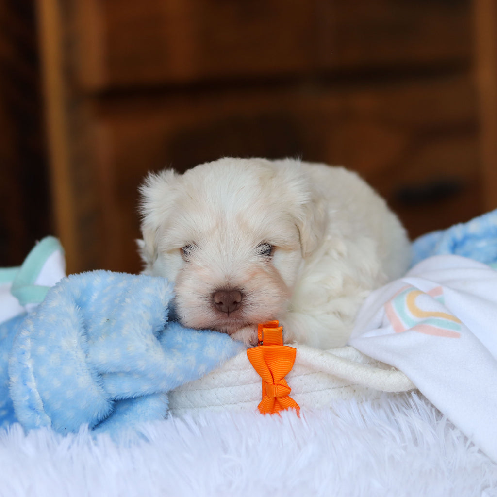 Chandler - Available 6/18