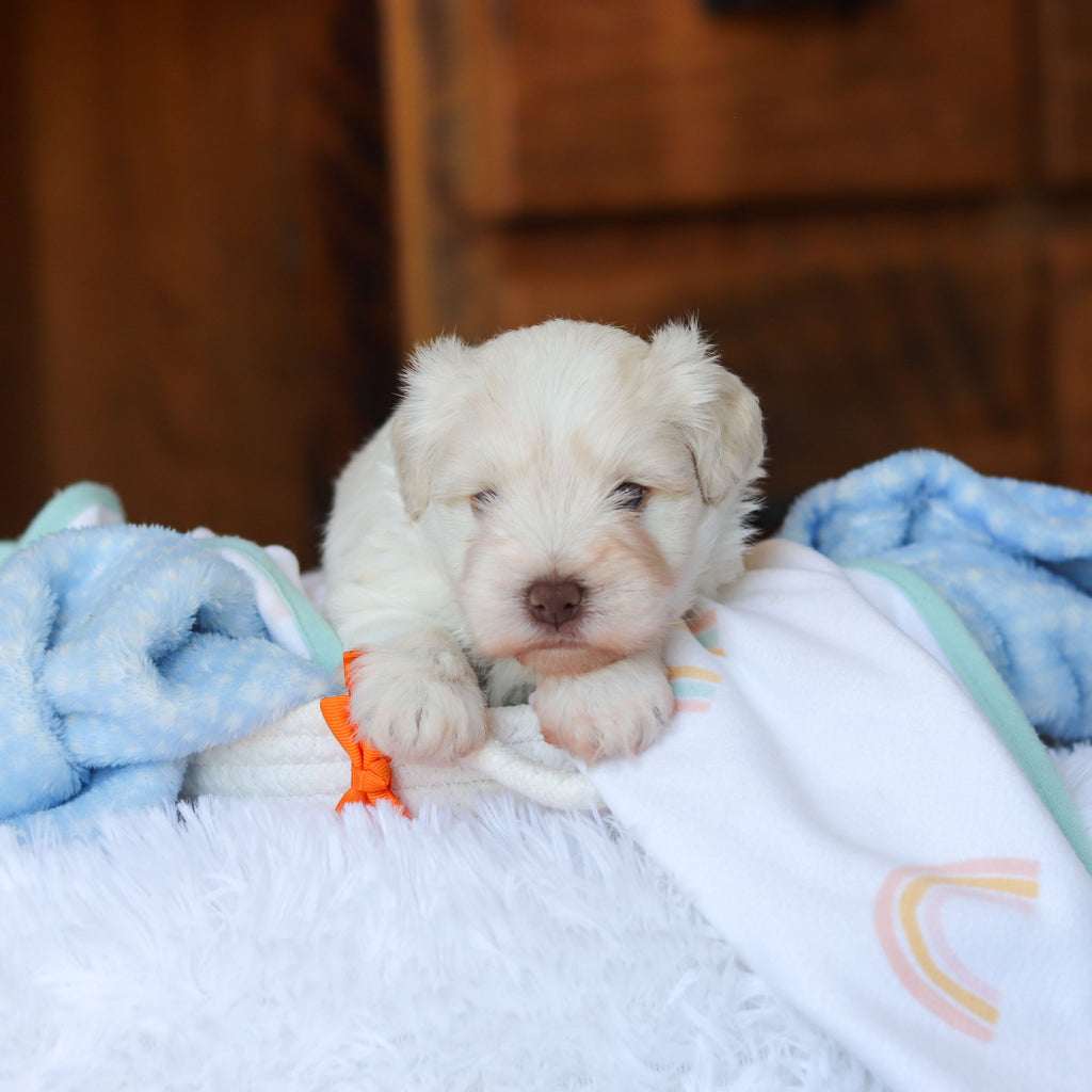 Chandler - Available 6/18