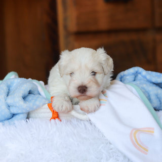 Chandler - Available 6/18