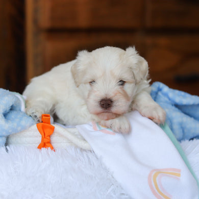 Chandler - Available 6/18