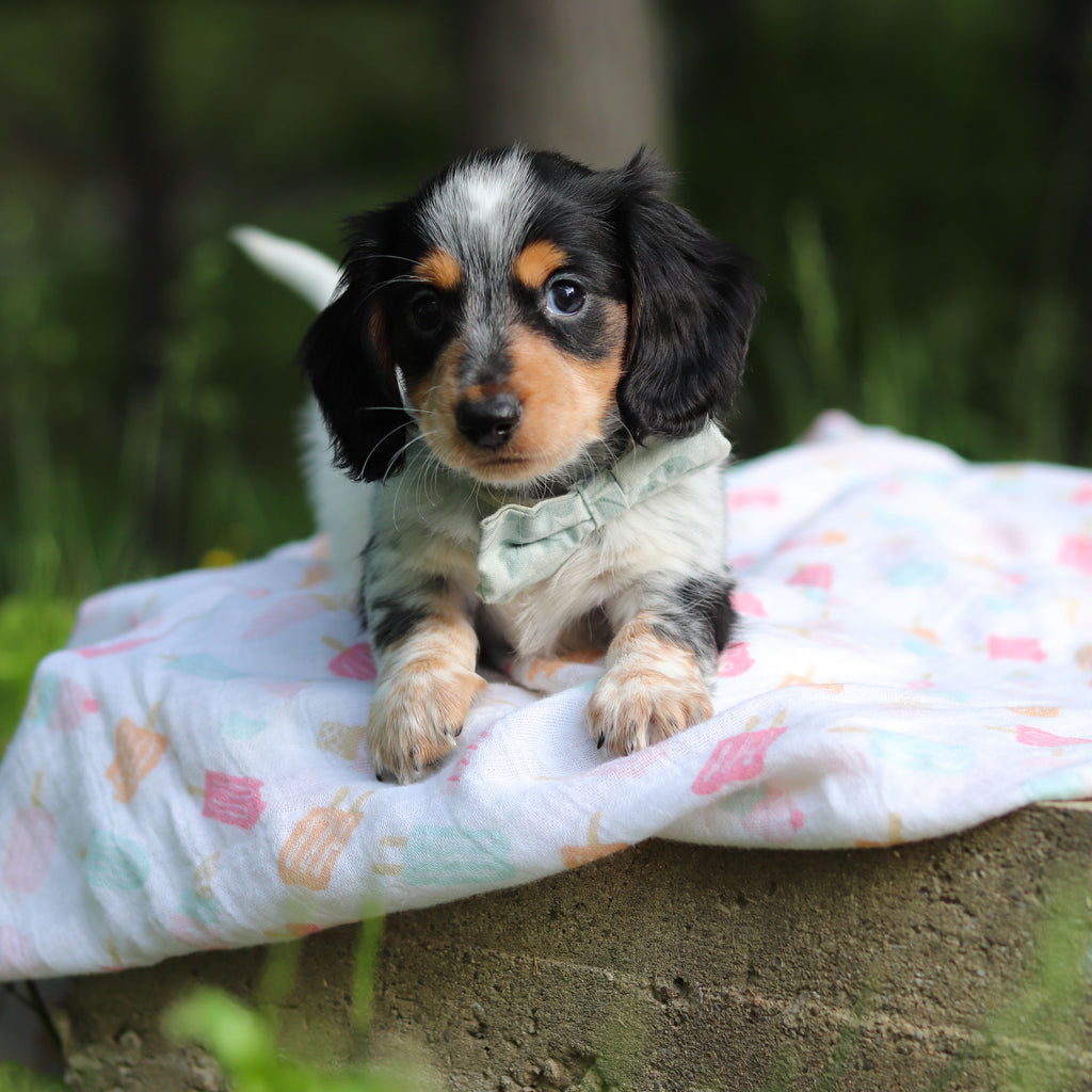 Dexter - Available 6/5